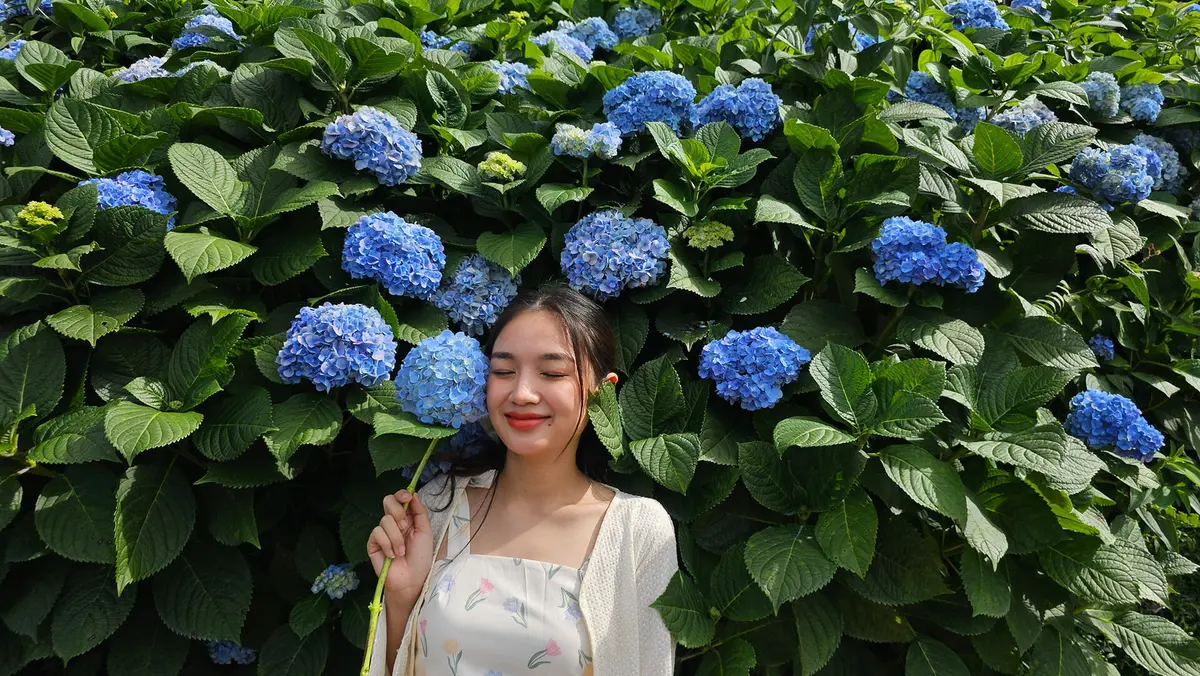 [몬쨈 필수 관광지 총 집합] 치앙마이 몬쨈 & 알파카 & 플레르 카페 일일투어 체험