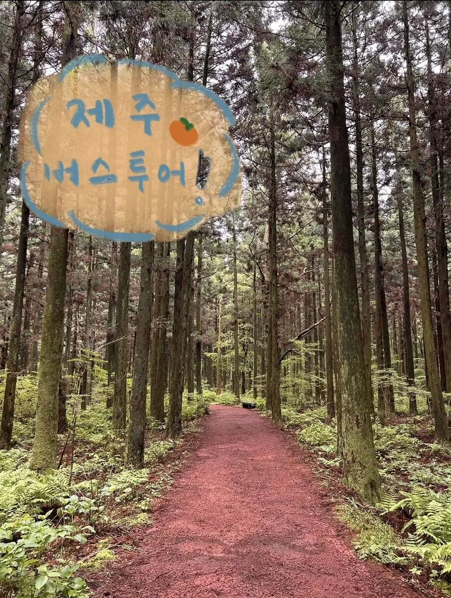 제주도버스여행 시원한숲길 바다올레길 히든스팟 예쁜카페 맛집을 하루에 여행 가능 체험