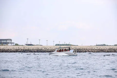 [대정] 돌고래 투어 야생 돌고래와 함께 하모 돌고래 투어 체험!