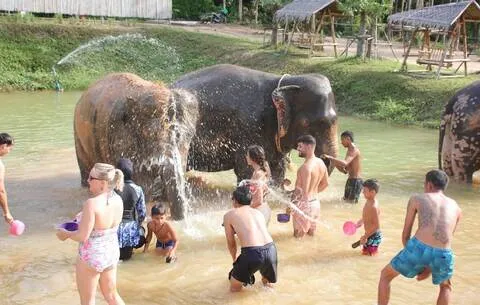 👨‍👩‍👧‍👦🐘 [푸켓] 코끼리 보호소 체험 | 가족여행 추천 · 교감 프로그램