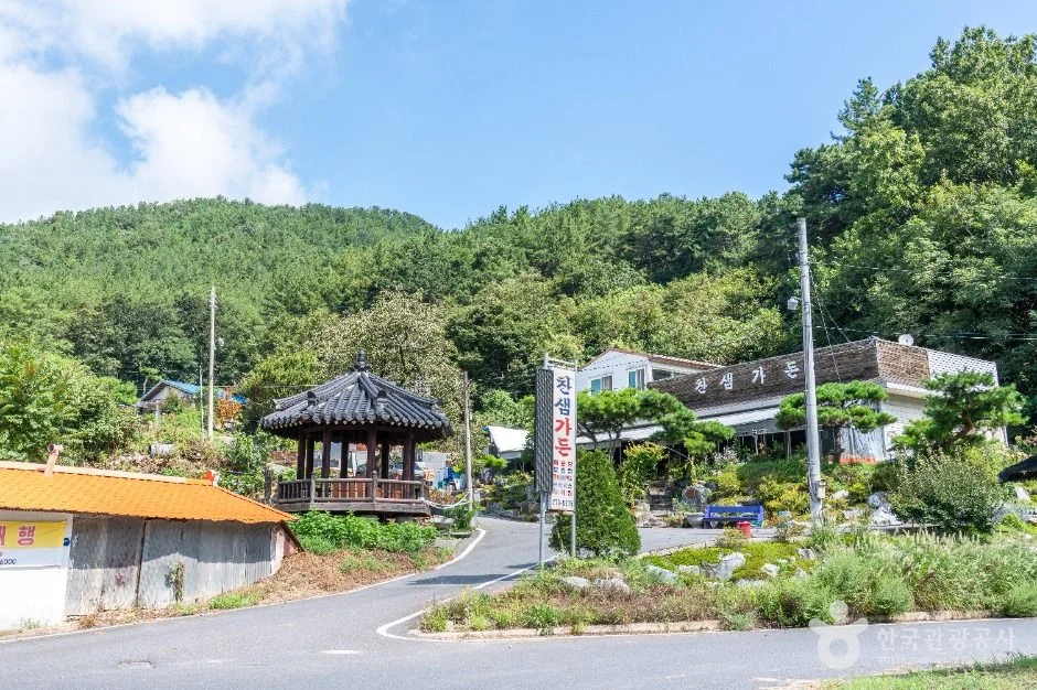 서울 근교에 이런 곳이?"... 대전 동구, 100만 송이 해바라기가 피는 찬샘마을