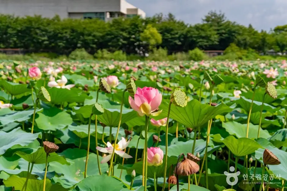 화성_봉담 호수공원 (3)