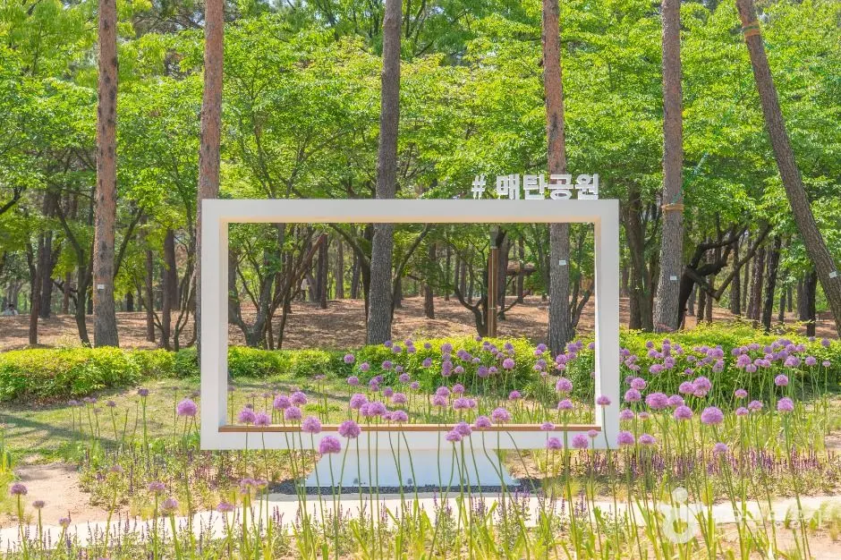 수원_매탄공원 (2)