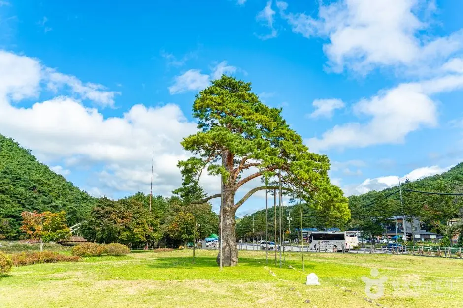 보은_보은 속리 정이품송 (3)