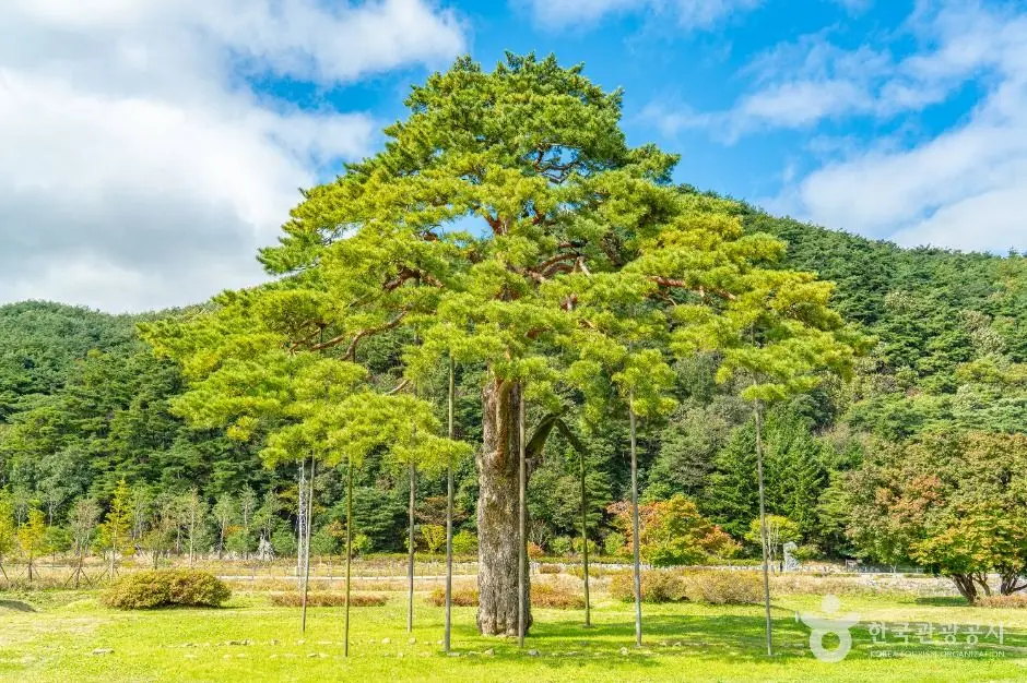 보은_보은 속리 정이품송 (5)