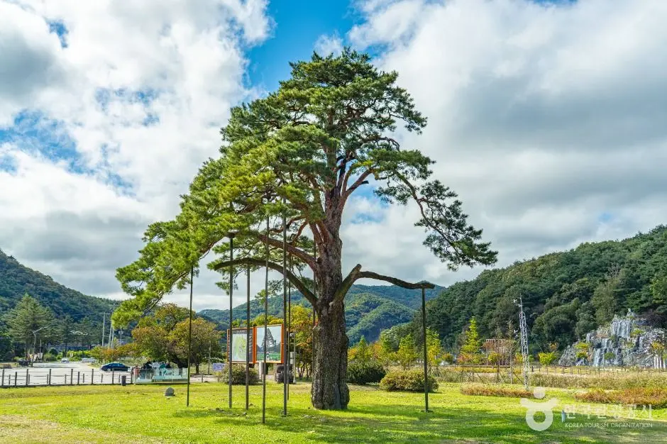 보은_보은 속리 정이품송 (7)