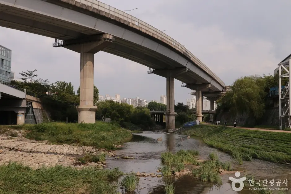 청계천 버들습지 (10)