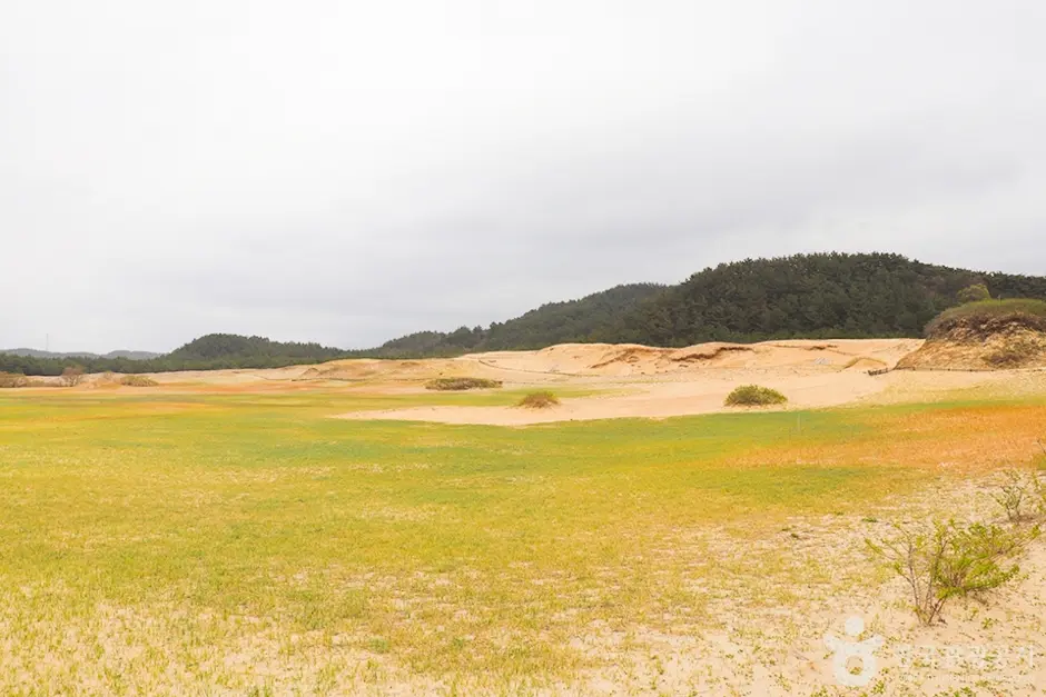 신두리 해안사구 (3)