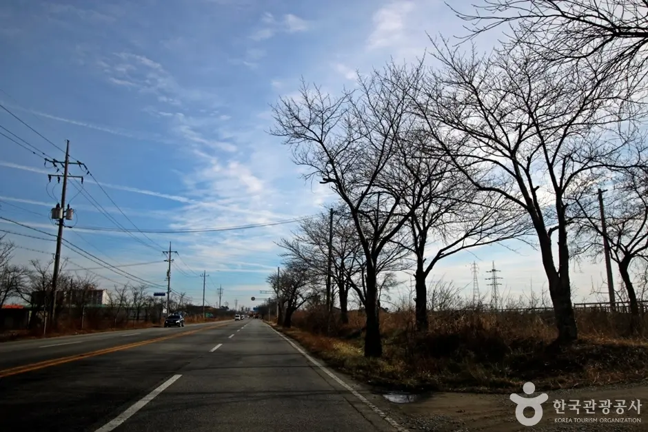 전군가도100리벚꽃길 (4)