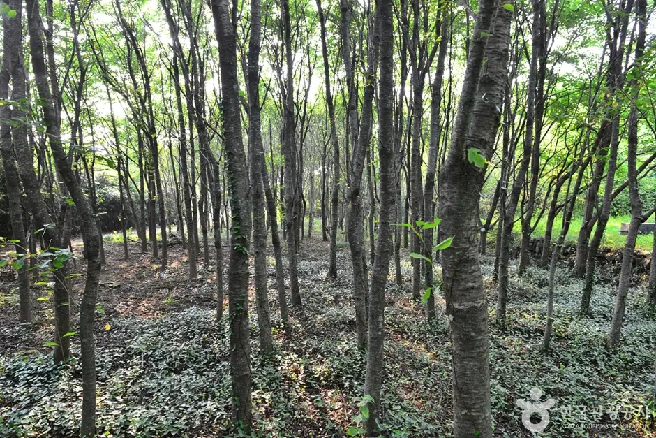 전남_구례_대전리석불입상 (6)