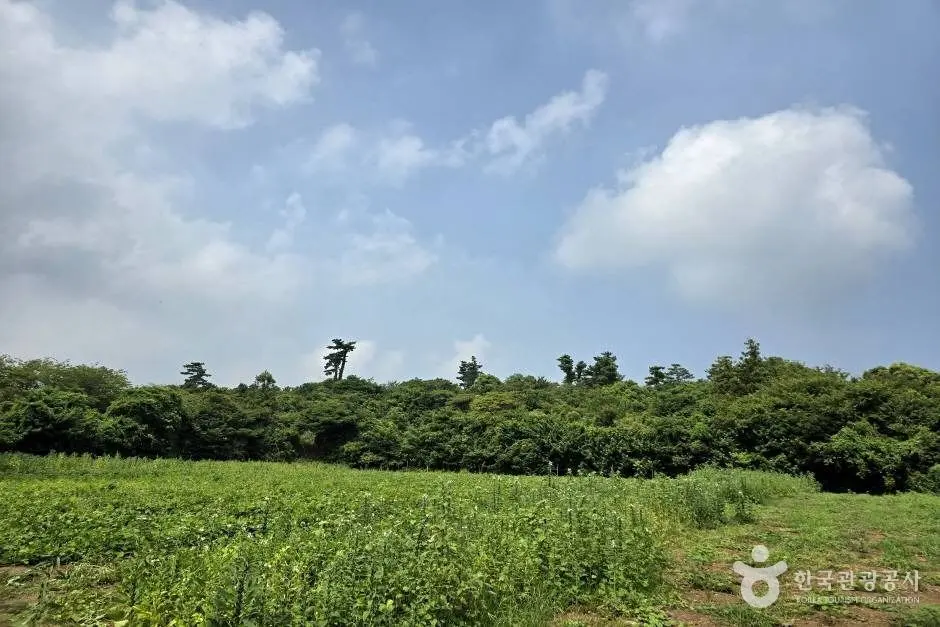 가새기오름_e (1)