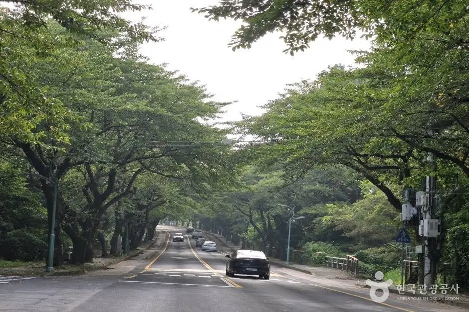제주대 벚꽃길_e (4)