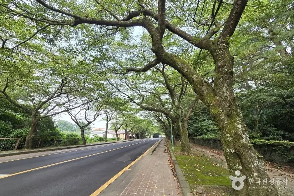 제주대 벚꽃길_e (5)
