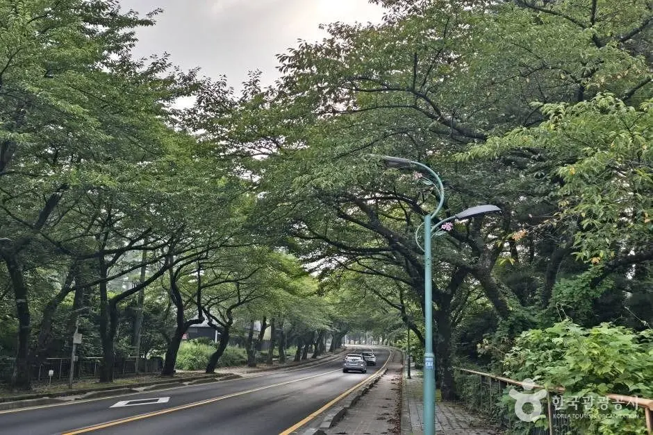 제주대 벚꽃길_e (9)