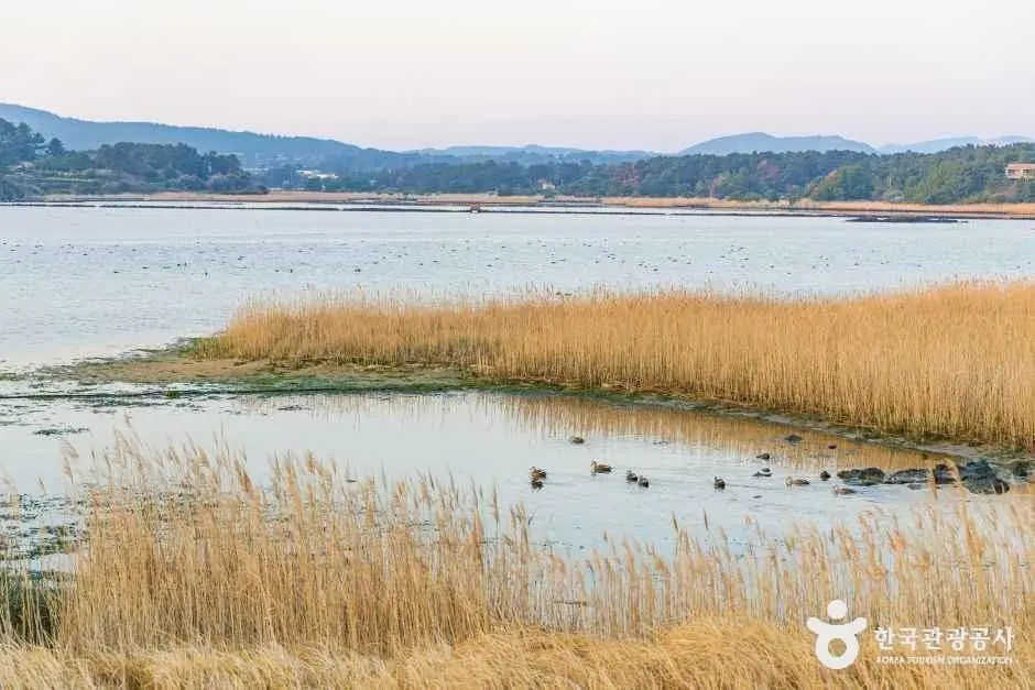 제주_하도리 철새도래지 (1).jpg