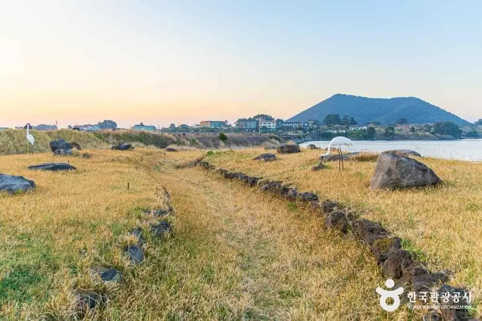 제주_하도리 철새도래지 (2).jpg
