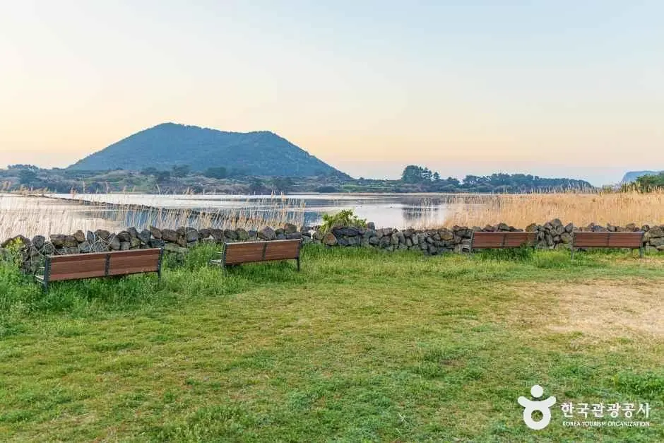 제주_하도리 철새도래지 (4).jpg