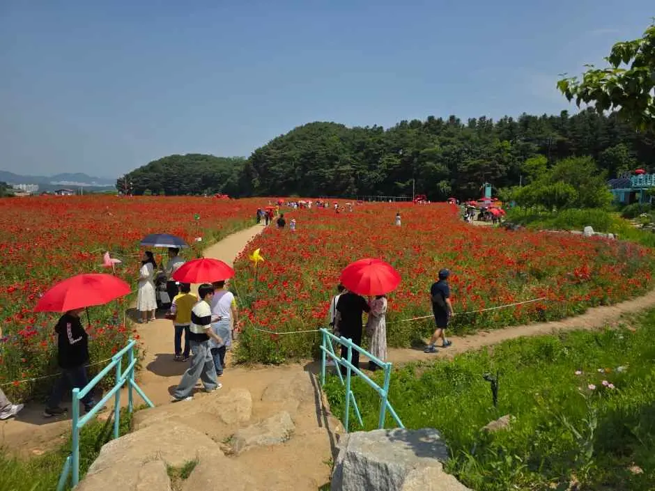 원주용수골꽃양귀비축제 현장