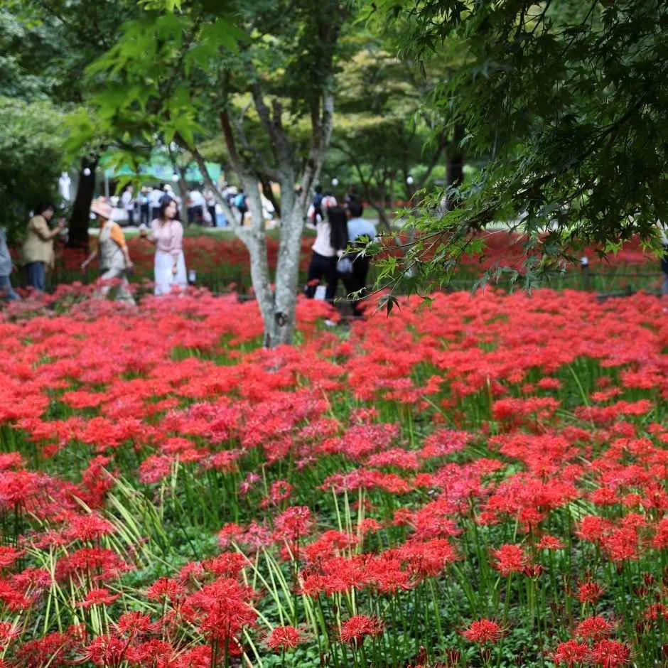 전라남도 영광군, 영광불갑산상사화축제 기간·장소·프로그램 정보