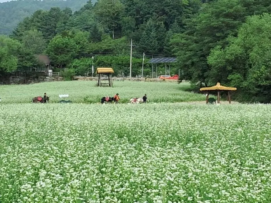 평창효석문화제 현장