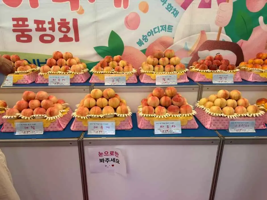 세종 조치원 복숭아 축제 현장