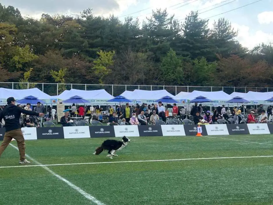 반가운축제 (반려견과 가치있게 운동하는 축제) 현장