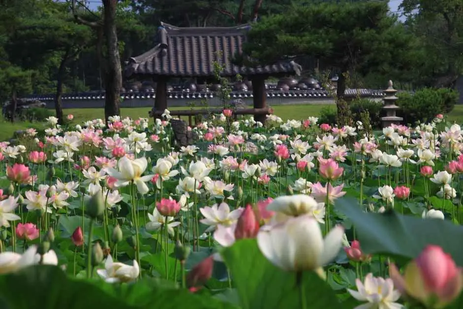 세미원 연꽃문화제 현장