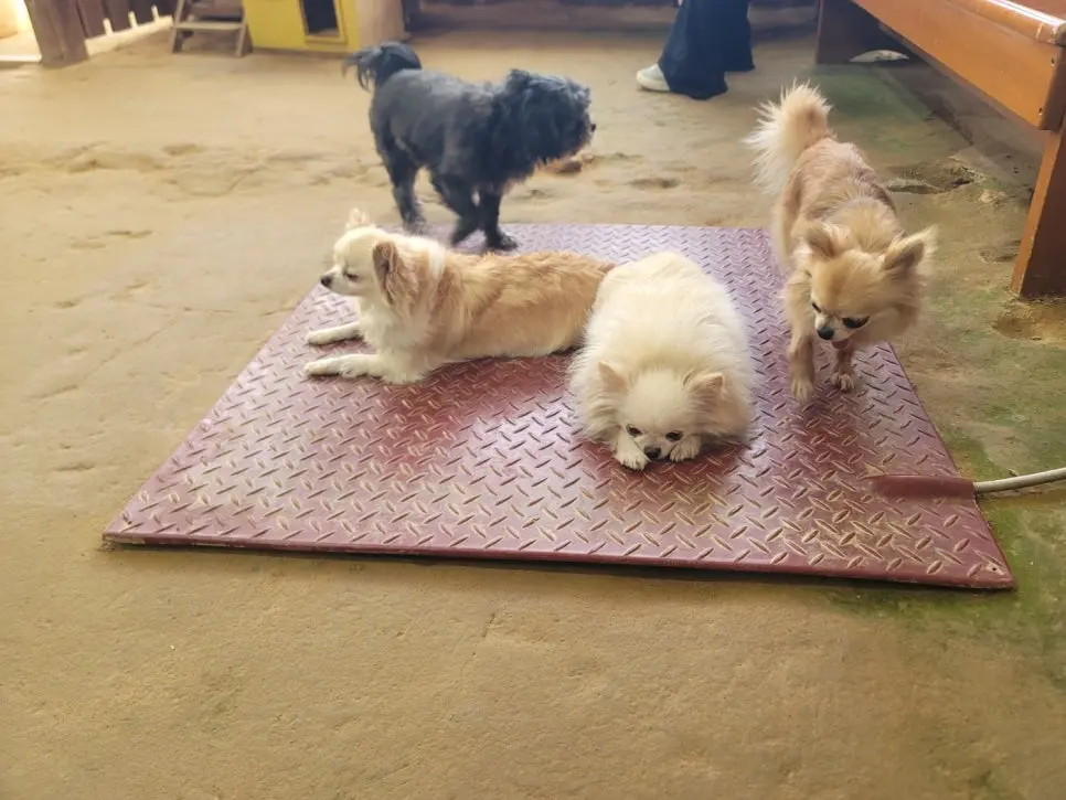 화성 동물농장