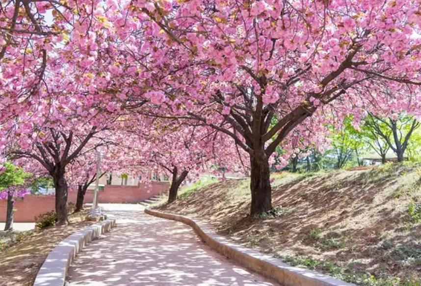 경산 피크닉