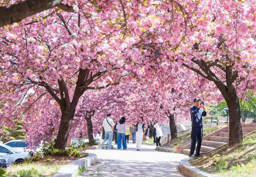 경산 피크닉