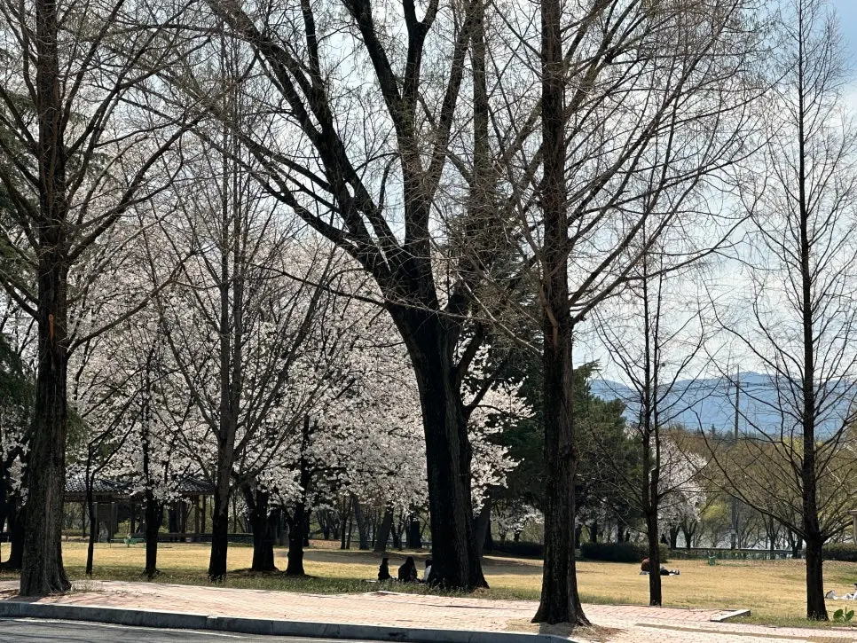 경산 피크닉