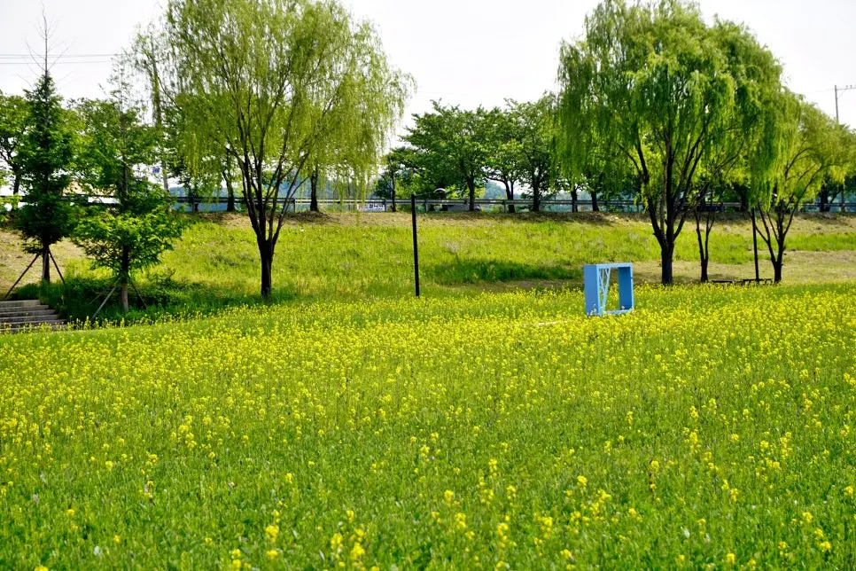 고양 창릉천 유채꽃