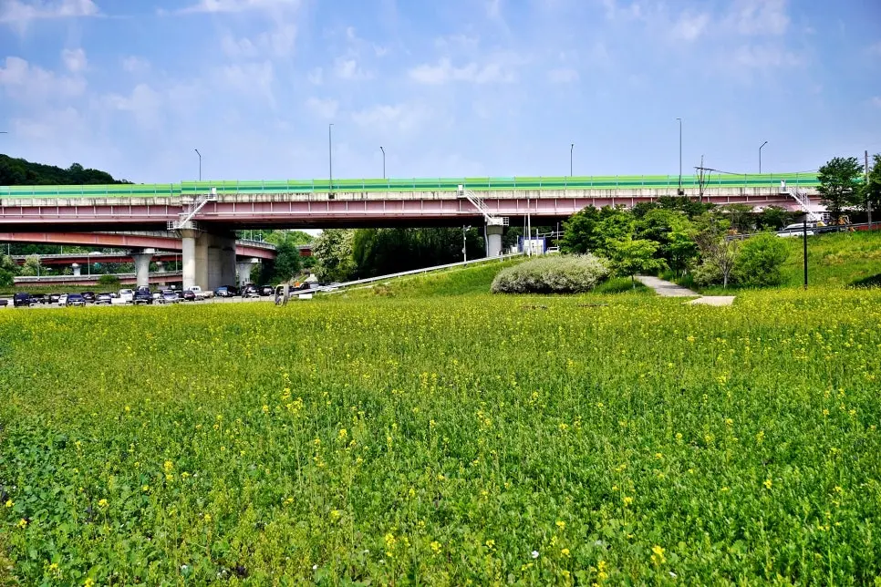 고양 창릉천 유채꽃