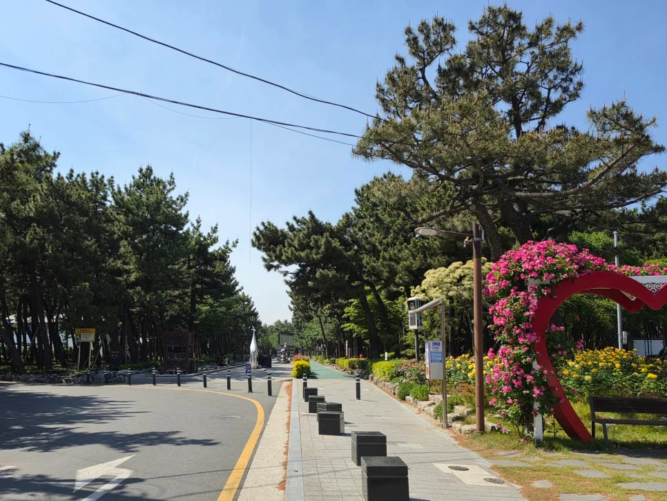 맨발로 솔향 맡으며 걷는다고?"... 경북 포항 송도 1km 솔밭 도시숲 건강 산책