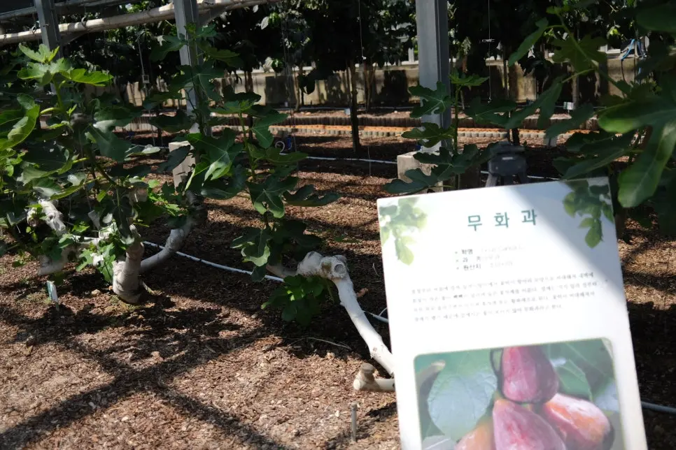 청주 축제