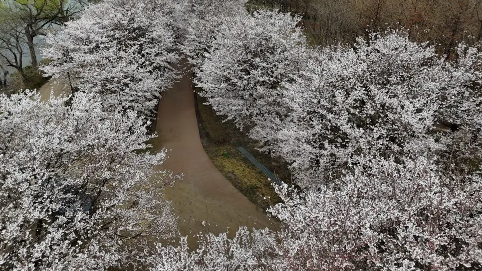 가평 에덴벚꽃길 벚꽃터널