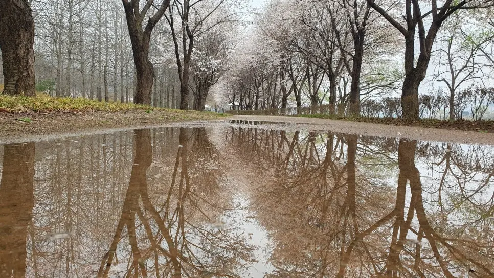 가평 에덴벚꽃길 벚꽃터널