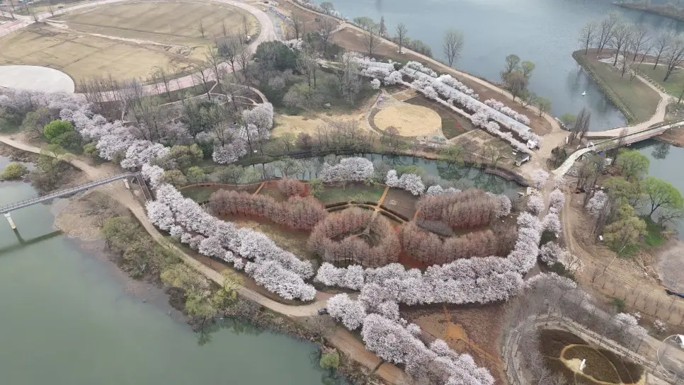 가평 에덴벚꽃길 벚꽃터널