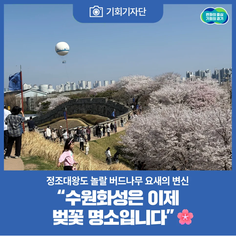 정조대왕도 놀랄 버드나무 요새의 변신?"... 240년 역사 경기 수원화성에서 만나는 벚꽃 명소