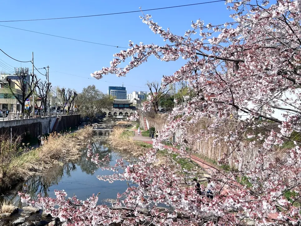 경기 수원화성 벚꽃