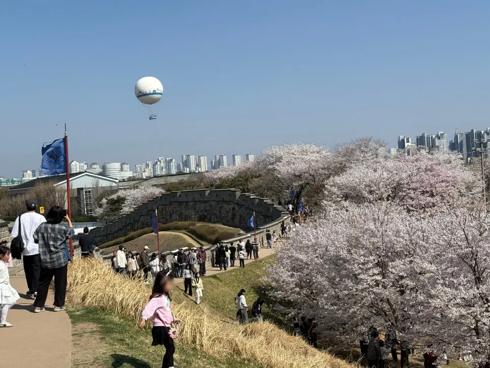 경기 수원화성 벚꽃