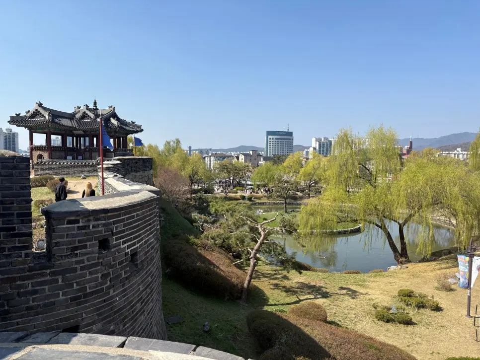 경기 수원화성 벚꽃