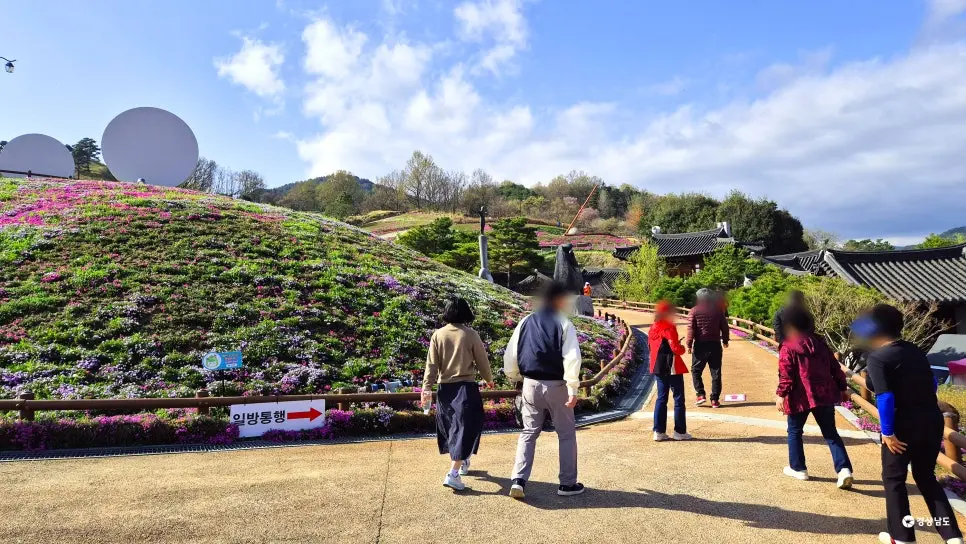 경남 산청 꽃잔디 개화