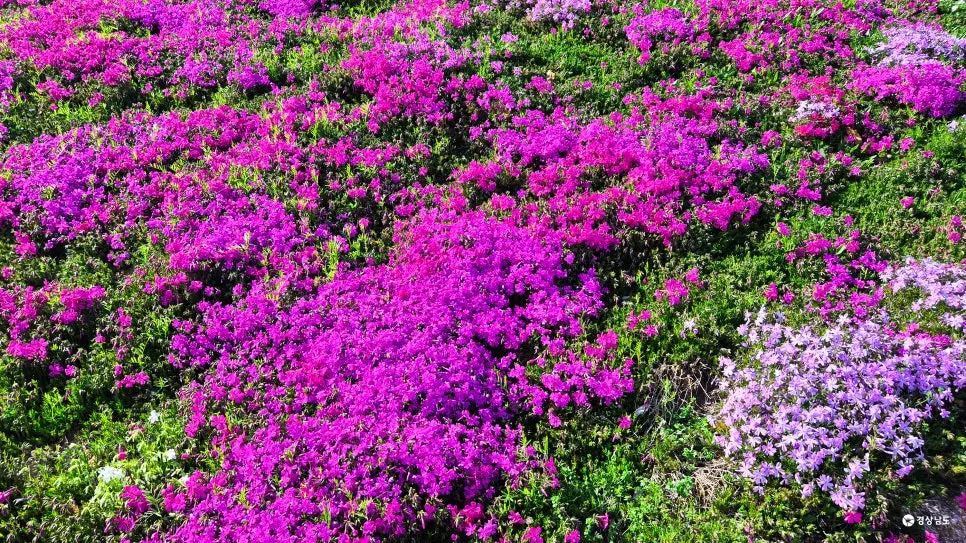 경남 산청 꽃잔디 개화