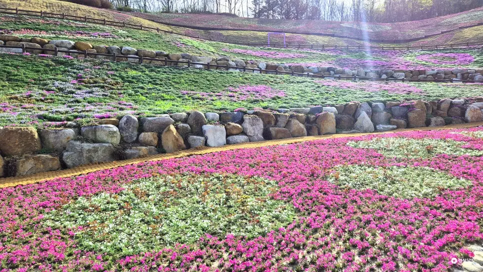경남 산청 꽃잔디 개화