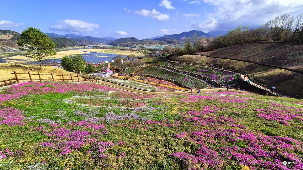 경남 산청 꽃잔디 개화