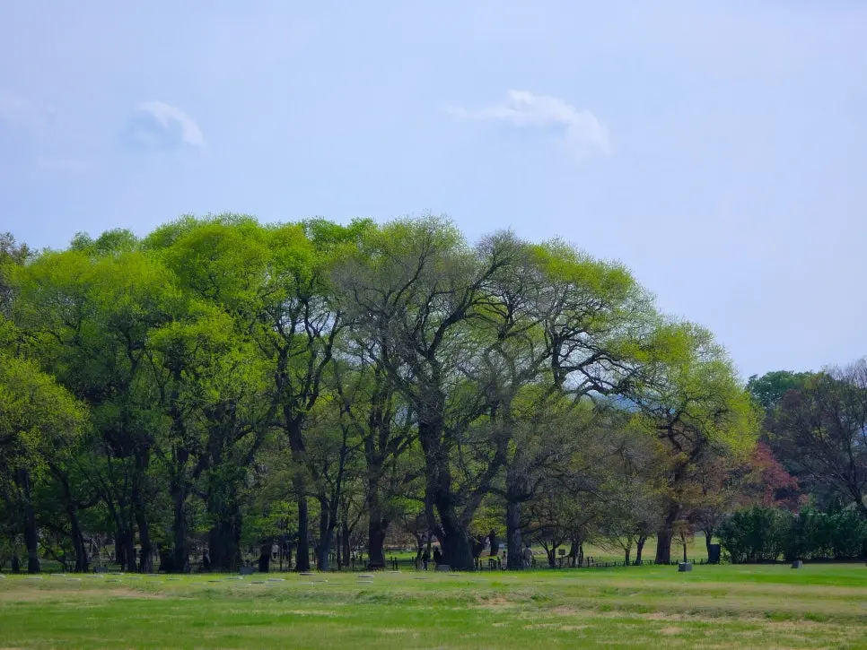 경주 계림 봄 나들이