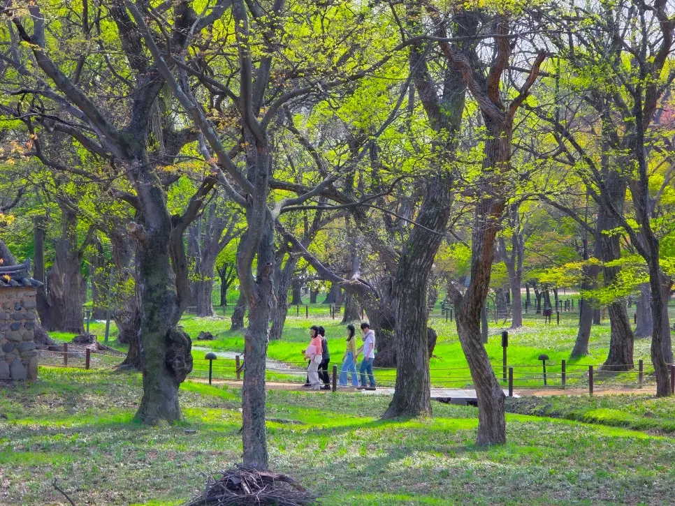 경주 계림 봄 나들이