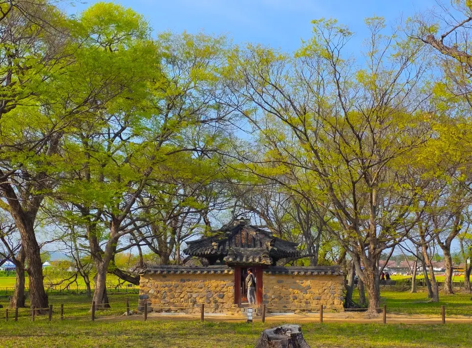 경주 계림 봄 나들이