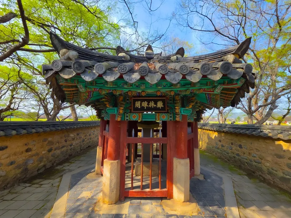 경주 계림 봄 나들이